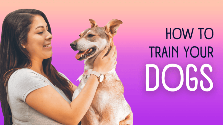 Brain Training for Dogs